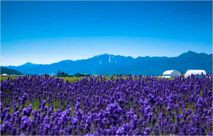 COLORS OF HOKKAIDO: LAVENDER